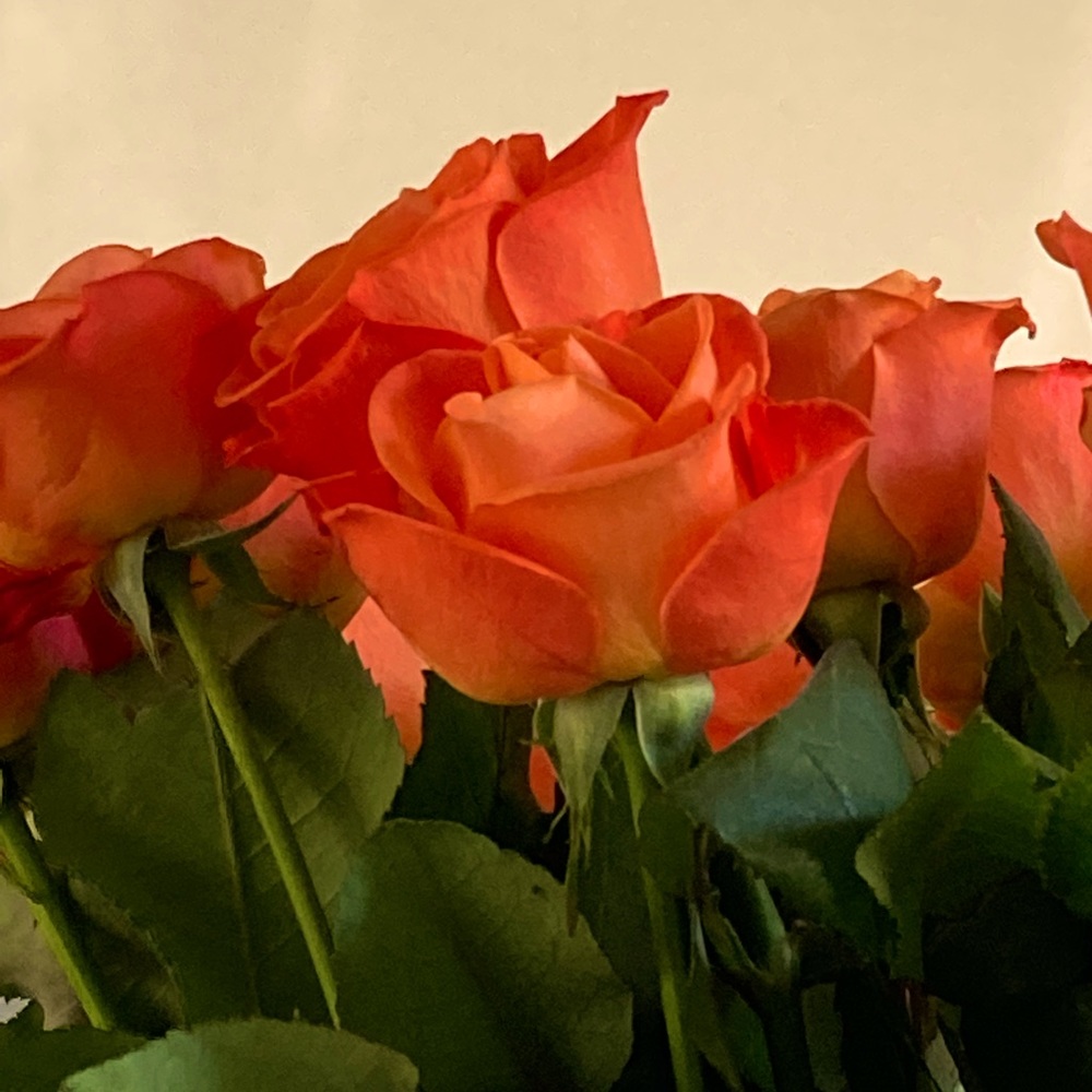 Meet your Posher, Maggie